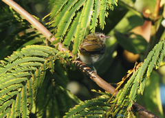 Vireo flavoviridis