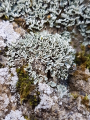 Cladonia petrophila
