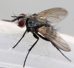 Admontia seria