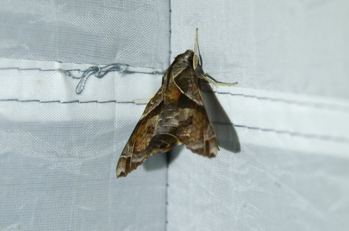 Fritz's Hummingbird Hawkmoth