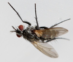 Admontia seria