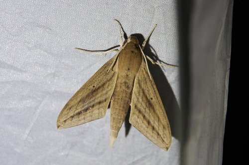 Lucas's Hawkmoth