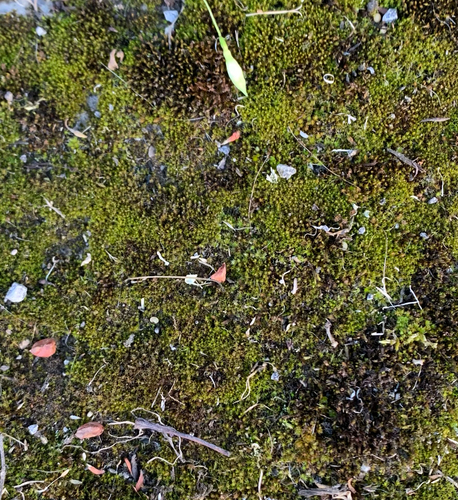 Vinealobryum insulanum observed 2026-06-09