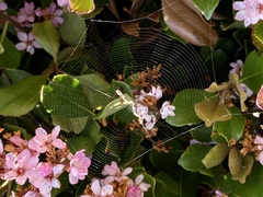 Araneidae
