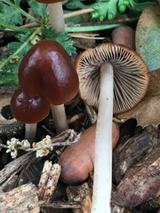 Psathyrella atrospora