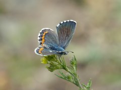 Pseudophilotes bavius