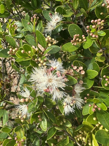 Syzygium buxifolium observed 2026-06-07
