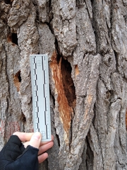 Melanerpes carolinus