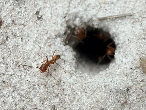 Buren's Pyramid Ant photo 4