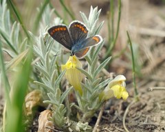 Cymbaria borysthenica
