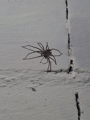 Pantropical Huntsman Spider