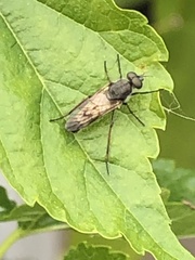 Ozodiceromyia nigrimana