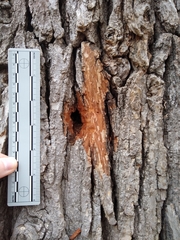 Melanerpes carolinus