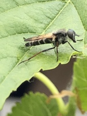 Ozodiceromyia nigrimana