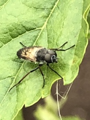 Ozodiceromyia nigrimana