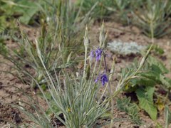 Pseudopodospermum molle