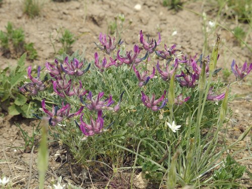 Astragalus vesicarius