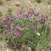 Inflated Milk-Vetch - Photo (c) Roman, some rights reserved (CC BY), uploaded by Roman