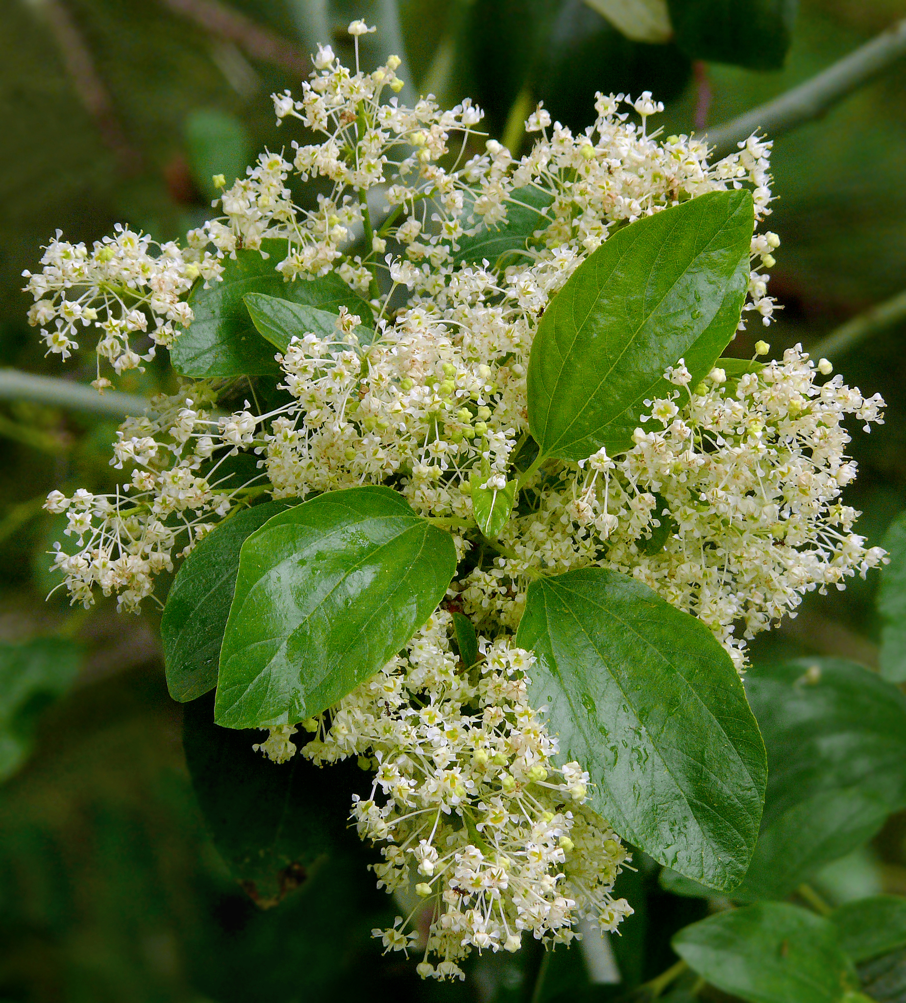 Ceanothus incanus