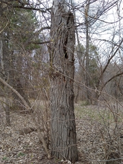 Melanerpes carolinus