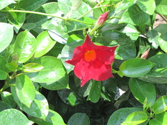 Mandevilla sanderi