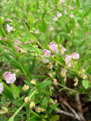 Scutellaria racemosa