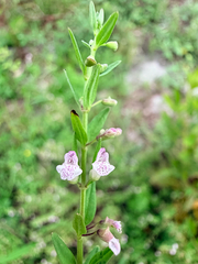 Scutellaria racemosa, photograph (c) Melissa Meadows, some rights reserved (CC BY)