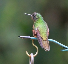 Chestnut-Breasted Coronet photo 3