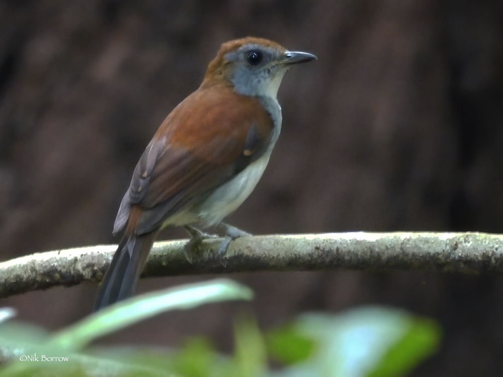 Fire-Crested Alethe