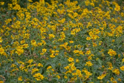 Verbesina encelioides
