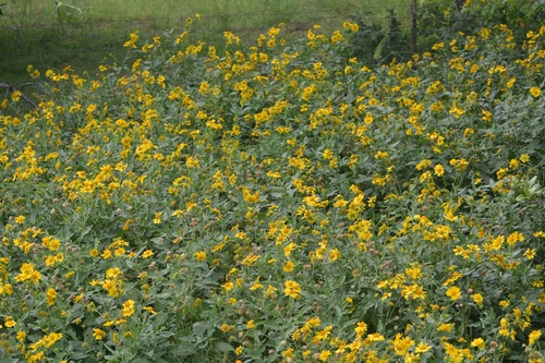 Verbesina encelioides