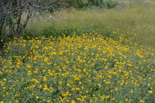 Verbesina encelioides