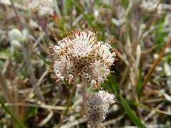 Antennaria neglecta