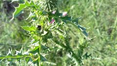 Geocoris erythrocephalus