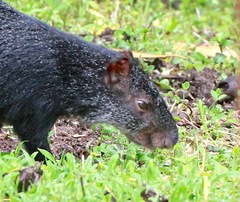 Dasyprocta fuliginosa