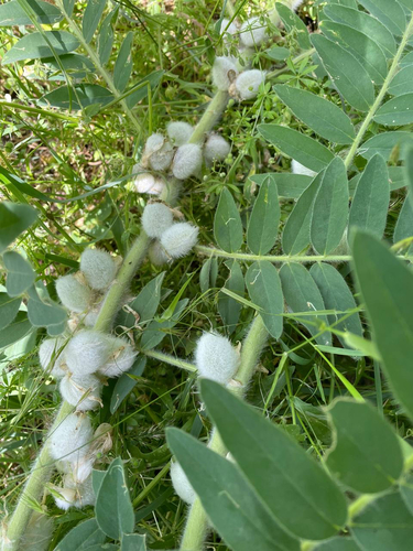 Sieversia Milkvetch
