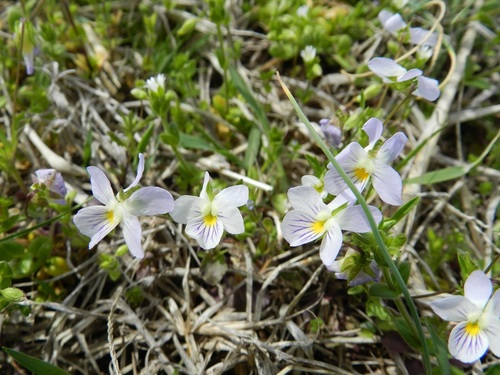 American field pansy