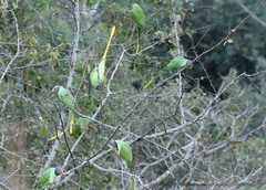 Psittacula himalayana