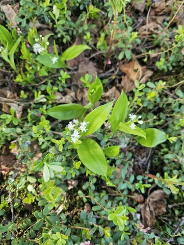 three-leaved false Solomon’s seal
