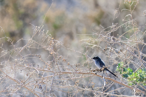 Black-tailed Gnatcatcher