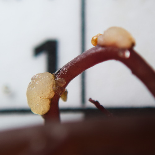 Gracilariophila, 2026-06-09