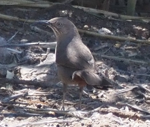 Crissal Thrasher