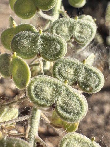 Touristplant