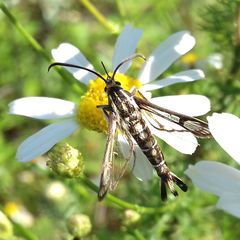 Pyropteron triannuliformis