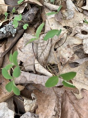 Taenidia integerrima