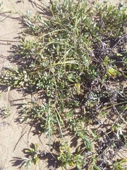 Senecio crassiflorus