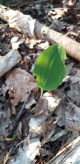 Polygonatum multiflorum