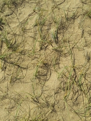 Panicum racemosum