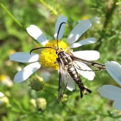 Pyropteron triannuliformis