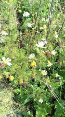 Pyropteron triannuliformis